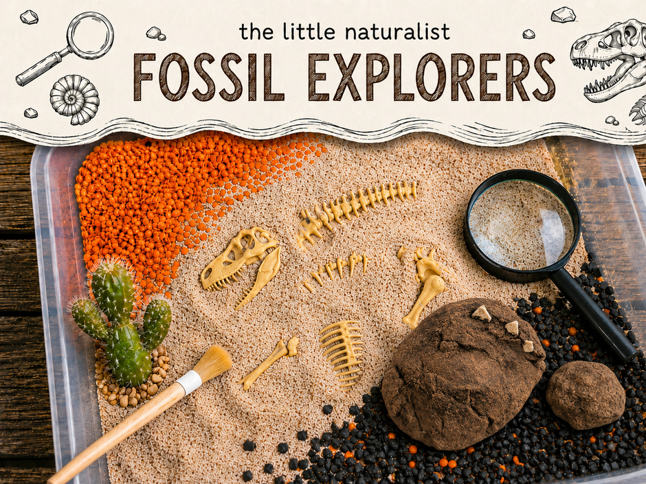 Fossil Discovery
